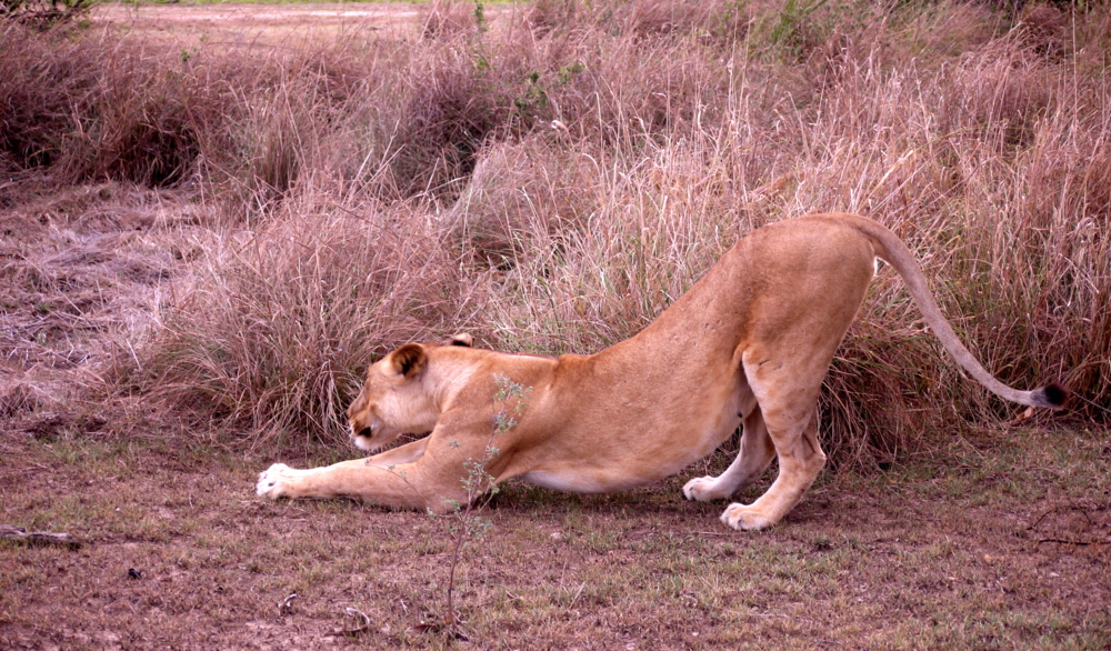 Sand Rivers Selous L�win 