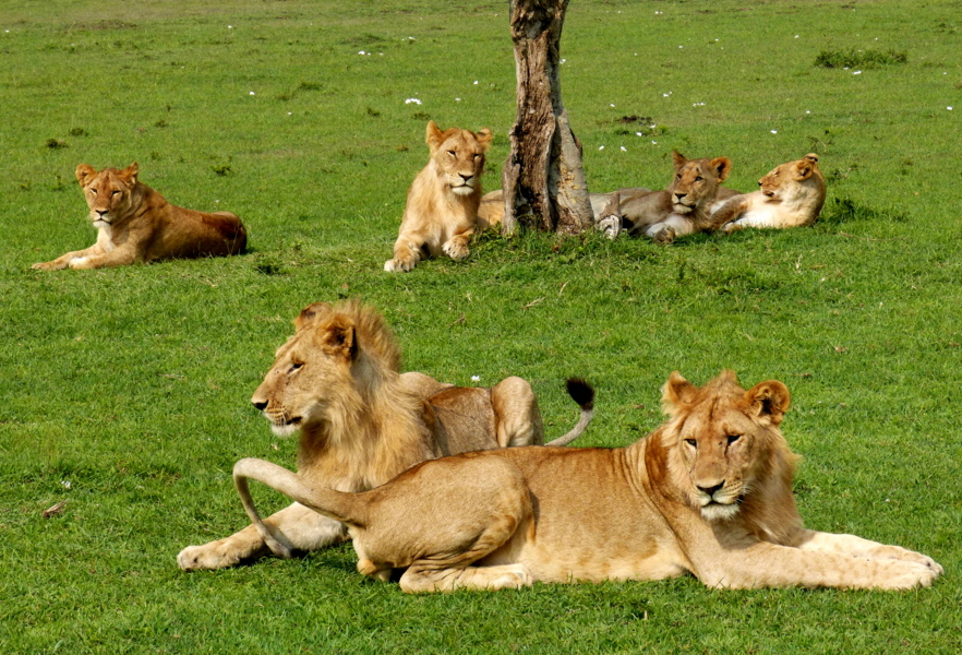 L�wen Masai Mara Safaricamp