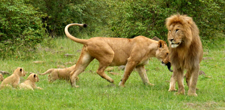 L�wen Masai Mara Safaricamp