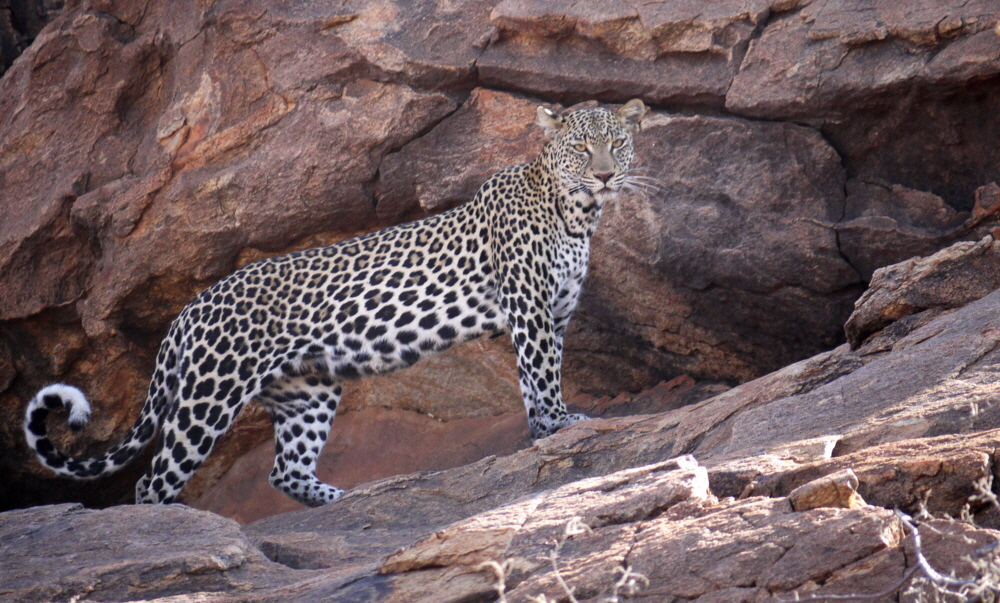 Leopardin Saasab