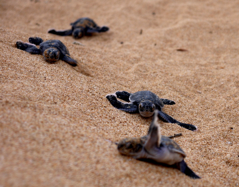 Schildkr�ten  Insel Lamu Kenia