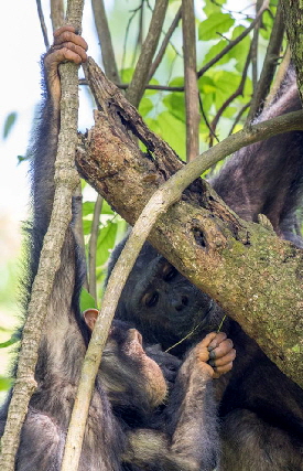 schimpansen- termite-butati