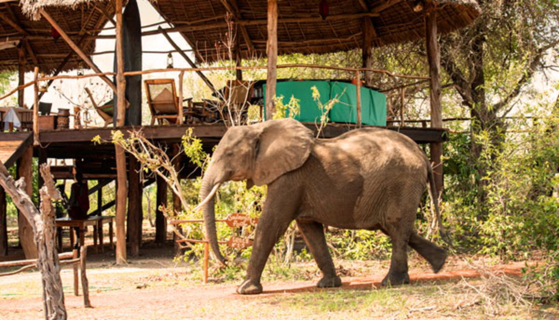 Impala Camp Selous Tansania 