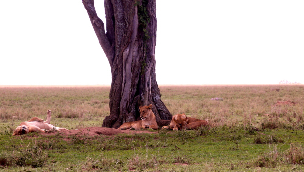 serengeti-safaricamps-tanzania