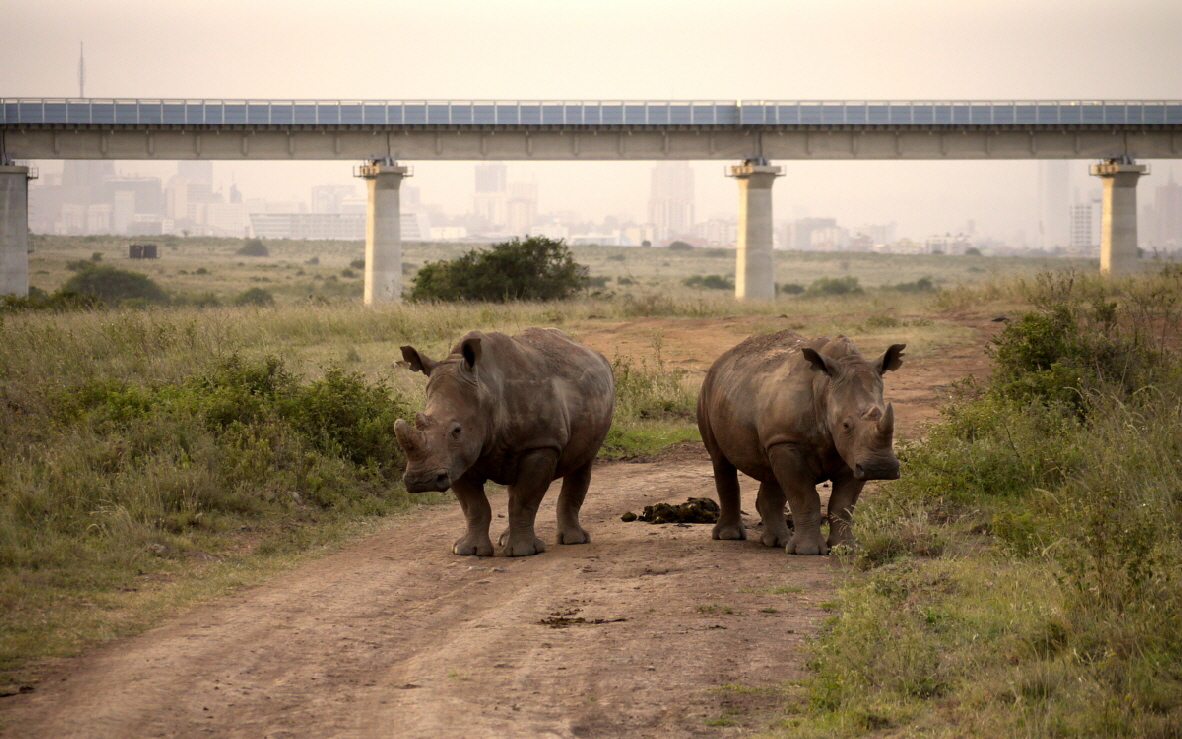 Nairobi Nationalpark Nashorn