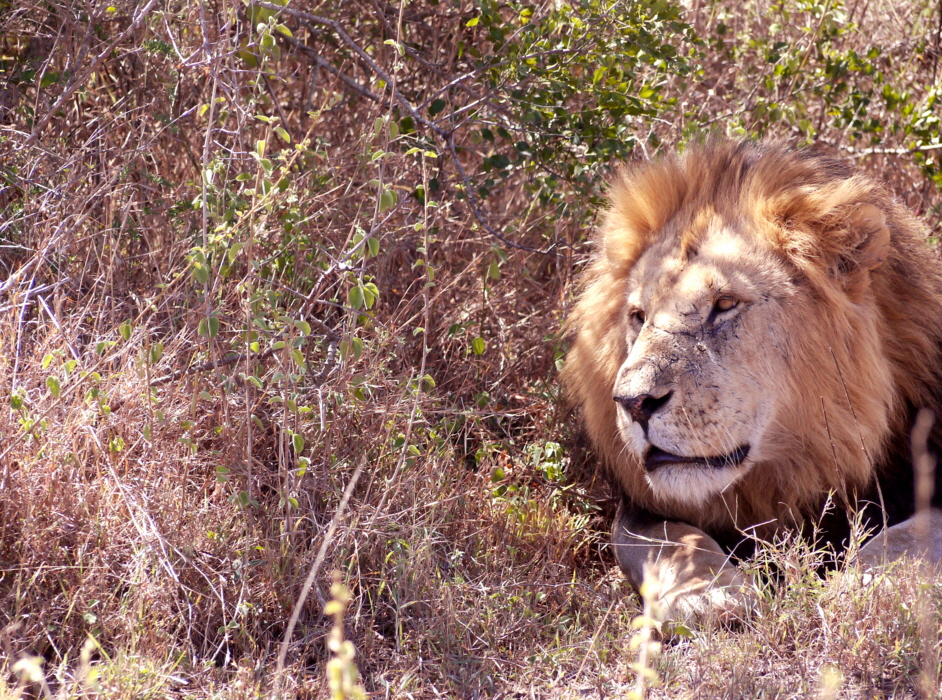 Solio Reserve L�wenkater