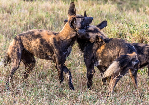 wildhunde-loisaba-kenia