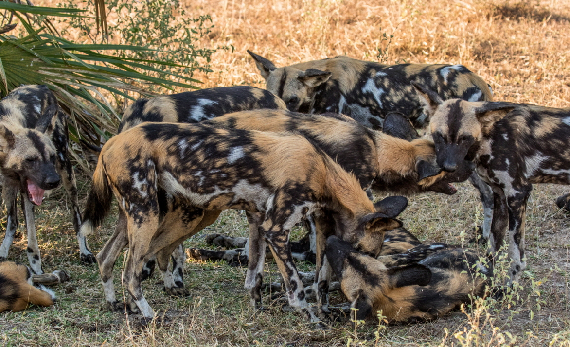 Afrikanische Wildhunde